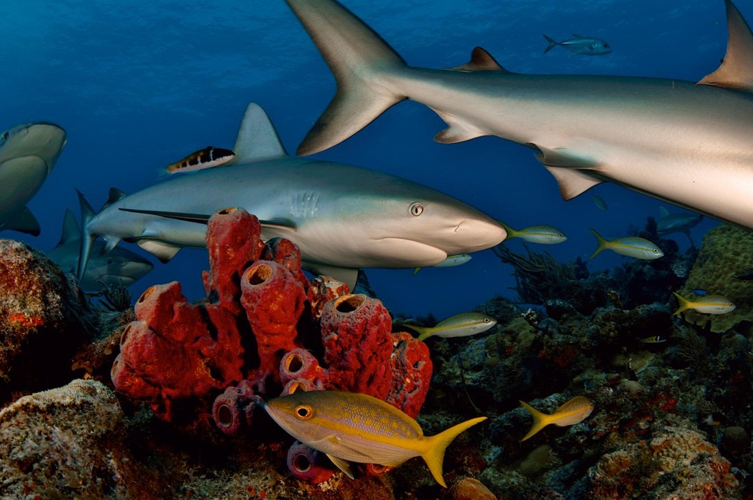 Keystone Species - Sharks