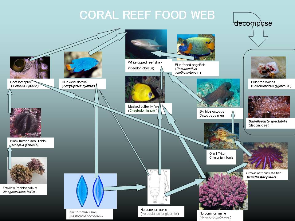 Food Web - South East Asian Coral Reefs